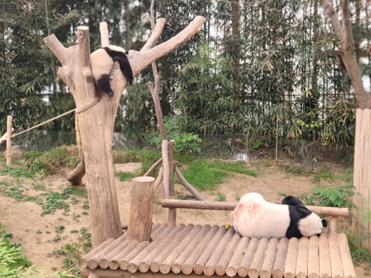  에버랜드 판다월드 #푸바오 #러바오 #아이바오 #4월