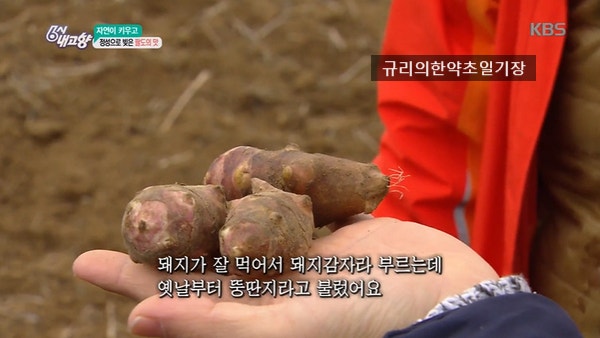 당뇨 말린 돼지감자 돼지감자차 분말 가루 뚱딴지 효능 먹는법 자색돼지감자즙 돼지감자꽃차 부작용 : 네이버 블로그 당뇨 말린 돼지감자 돼지감자차 분말 가루 뚱딴지 효능 먹는법 자색돼지감자즙 돼지감자꽃차 부작용 : 네이버 블로그