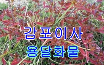 감포용달 구룡포 우중이사.