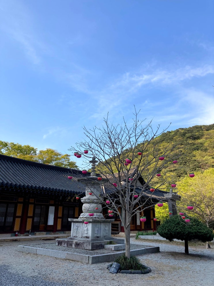  고성 한달살기) "DAY-5" 옥천사 템플스테이 / 스님과의 차담 / 연화산 숲길 / 당항포관광지