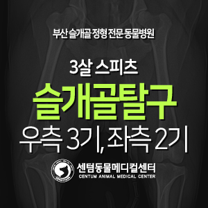  [슬개골 탈구 수술 증례] 3살 / 스피츠 / 우측 3기, 좌측 2기 (부산 정형외과 전문 동물병원, 센텀동물메디컬센터)