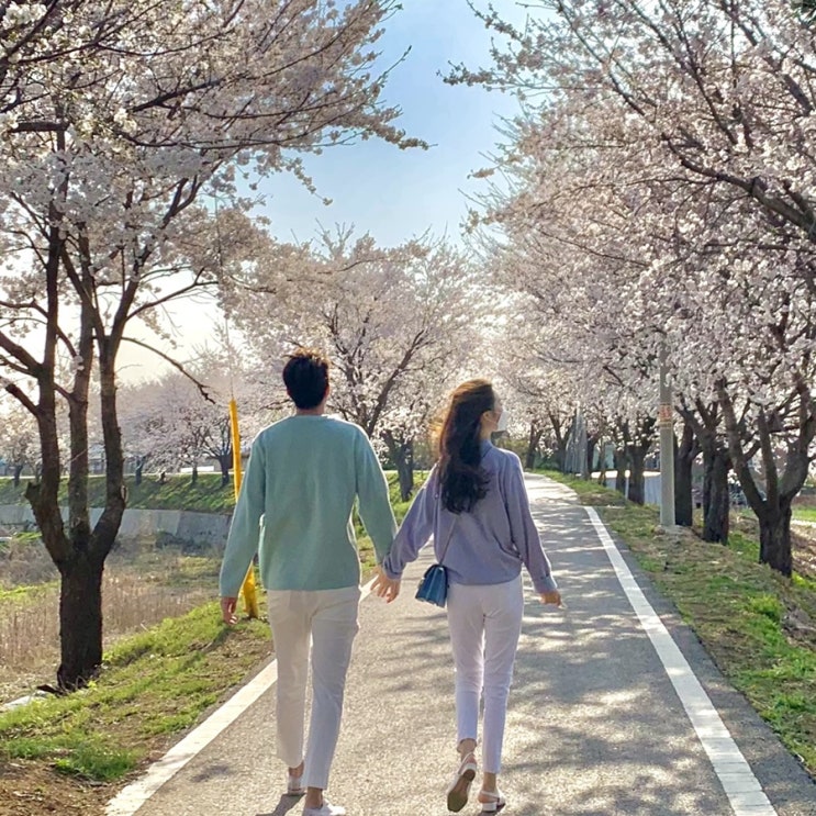  파주 벚꽃명소 밤고지마을 벚꽃길/두포리벚꽃길