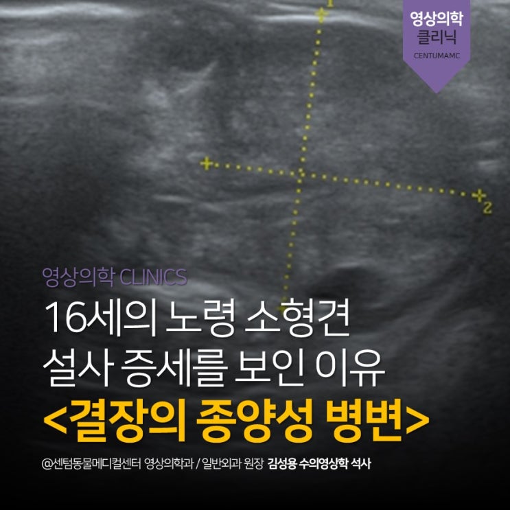 [영상의학과]16세 노령견 설사 <결장 유래의 종양성 병변> (부산 수영구 진단전문 동물병원, 센텀동물메디컬센터)