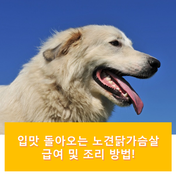  우리 집 강아지 입맛 돌아오는 노견닭가슴살 급여 및 조리 방법!