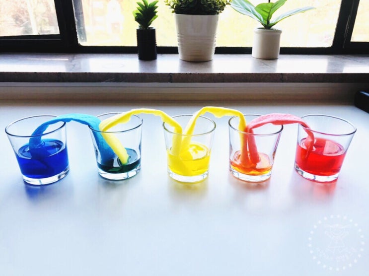  [엄마표과학/39개월] 모세관현상으로 무지개다리(Rainbow Walking Water)만들기(+원리설명 포함)