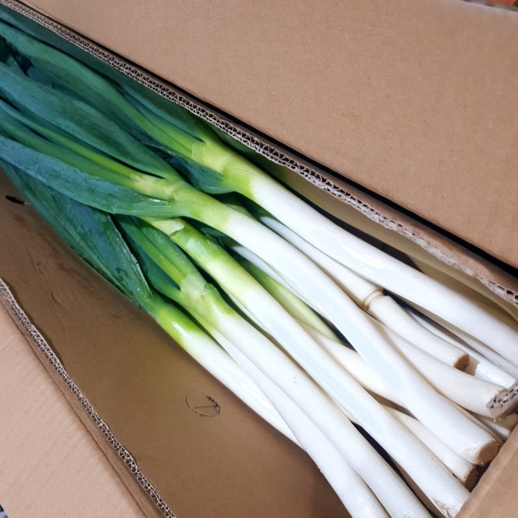 리뷰가 좋은 로뎀나무 중국산 수입 신선 대파 10 KG 추천해요 리뷰가 좋은 로뎀나무 중국산 수입 신선 대파 10 KG 추천해요