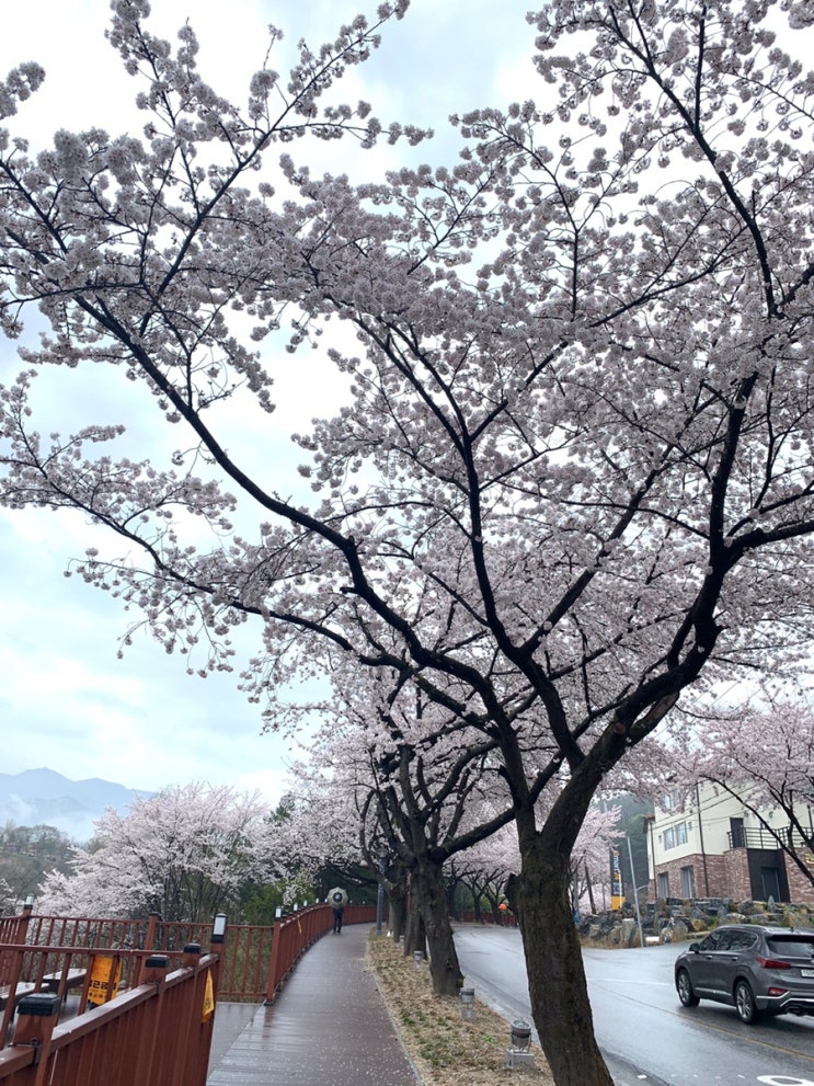  충북 제천 2021 벚꽃축제 취소 그래도 청풍호벚꽃드라이브코스 예쁘다