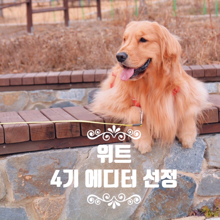  와~! 위트(WIT) 4기 에디터에 선정되었습니다!