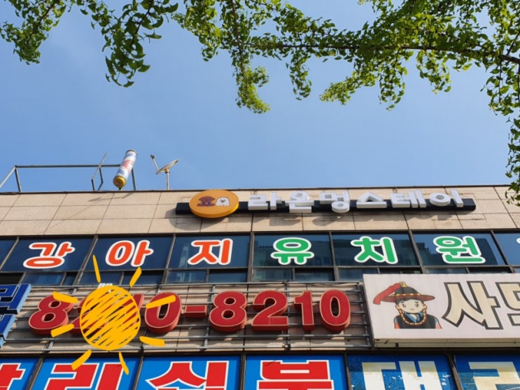  [모리코트 시공] 광주 출장 라온 멍스테이/애견 유치원/애견 호텔/강아지 유치원/나주곰탕 "하얀집"