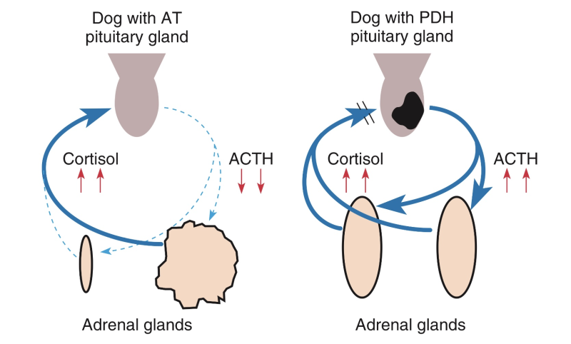 [내분비질환] 부신피질기능항진증 Cushing's syndrome은 어떤 질병인가? : 네이버 블로그