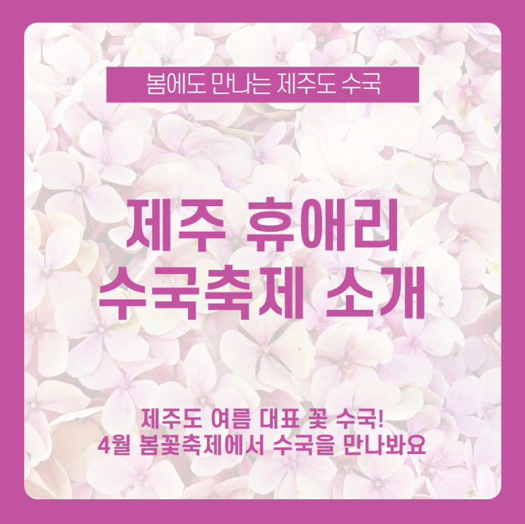  [제주 휴애리 수국축제 소개] 제주 휴애리 자연생활공원에서 4월 꽃축제 즐기고 싶다면! 휴애리 수국축제에서 여름 꽃 수국을 미리 만나보자 /제주 가볼만한곳, 제주 꽃축제