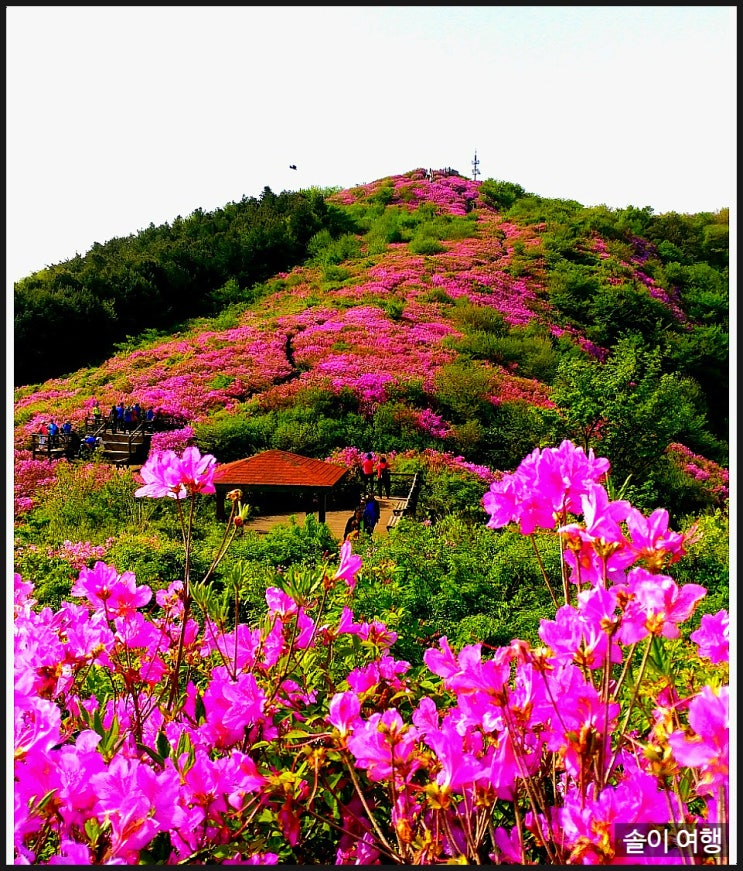  전북 철쭉 명소 소개합니다.-봉화산,바래봉,국사봉
