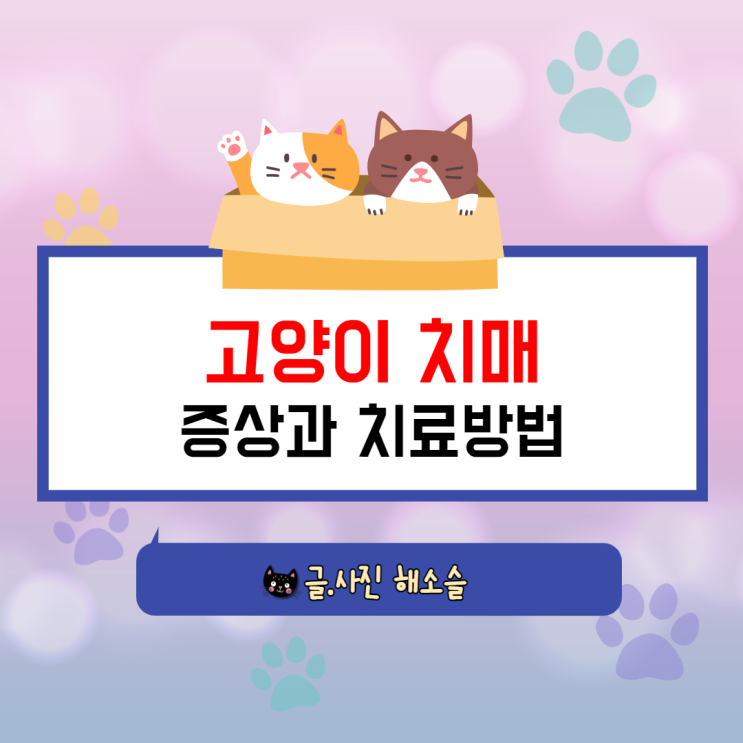 고양이 치매 증상과 치료방법