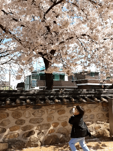 인천 수도권 4월 벚꽃 철쭉 나들이 장소 추천 튤립정원     송현근린공원 화도진공원 월미산 자유공원 인천대공원 폐쇄