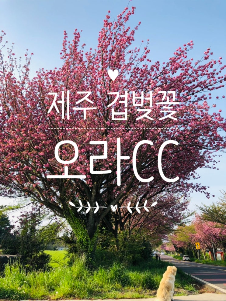  제주 여행 / 제주 겹벚꽃 오라CC