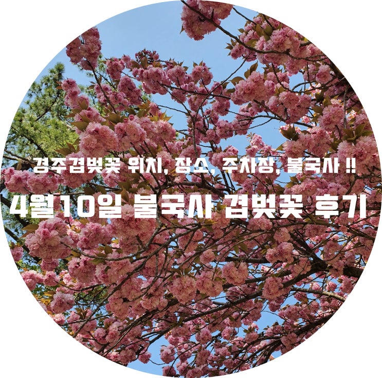 4월10일 불국사 겹벚꽃 후기 &lt;경주겹벚꽃 위치, 장소, 주차장, 불국사 후기!!&gt;