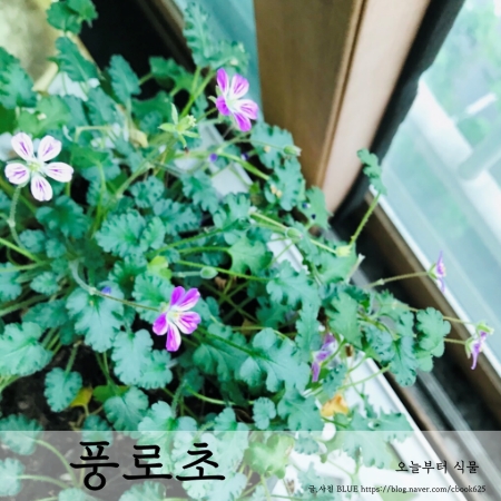  풍로초 키우기