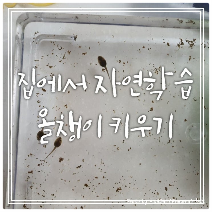개구리알 올챙이 키우기 - 집에서 자연관찰