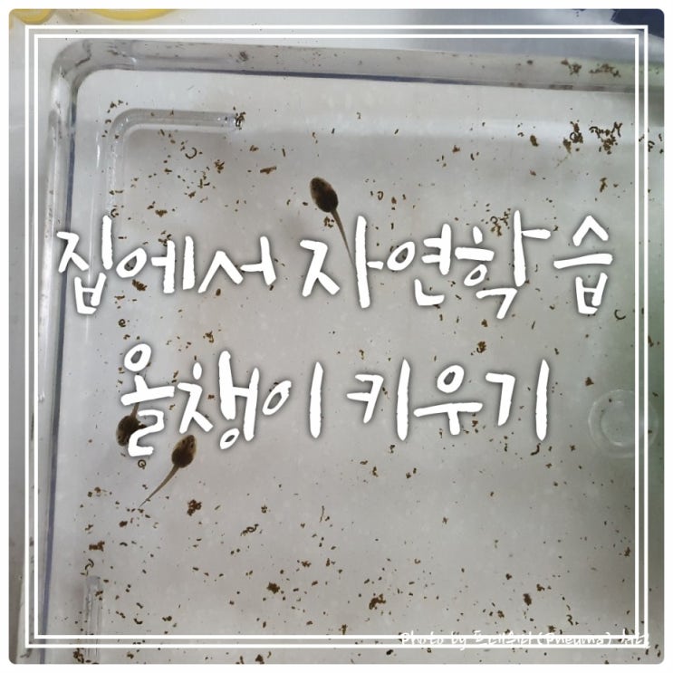 개구리알 올챙이 키우기 - 집에서 자연관찰 개구리알 올챙이 키우기 - 집에서 자연관찰