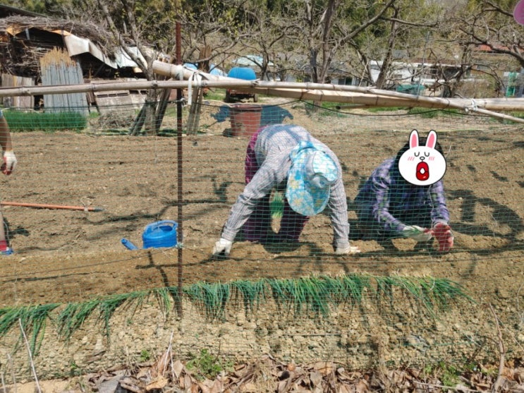 대파 모종 심어보자!