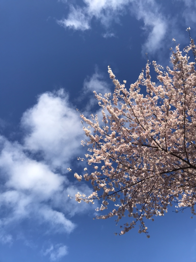  [일상]2021.04.12/월요일이 시작하기 전에 후다닥 지난주 모아보기(^∇^),시험기간,헬파티,오리백숙