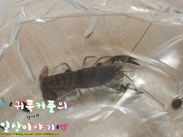  치가재  새로운 주인을 만나다~ ?                         씁쓸한 마무리...