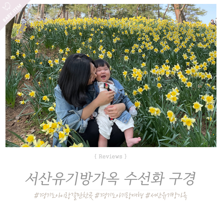  경기도 드라이브, 꽃축제 서산유기방가옥에서 수선화 구경했어요~