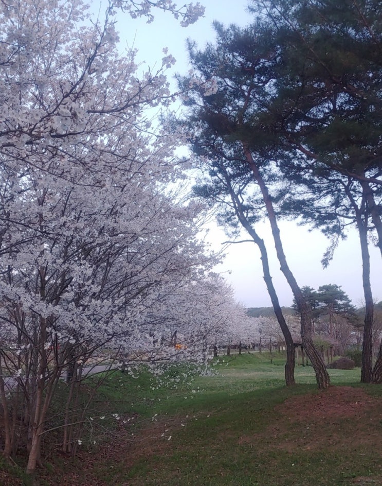  꿈을 간직한 개밥바라기 별, 그대에게