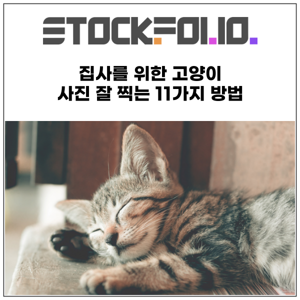  고양이사진 반려동물 사진촬영 집사를 위한 고양이 사진 잘 찍는 11가지 방법