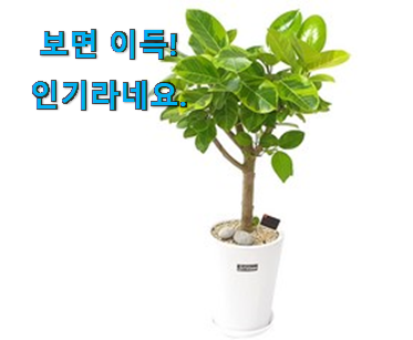 사용후기가 좋았던 믿고쓰는 뱅갈 고무나무 대형 아이템 입니다. 남편도 인정하네요 사용후기가 좋았던 믿고쓰는 뱅갈 고무나무 대형 아이템 입니다. 남편도 인정하네요