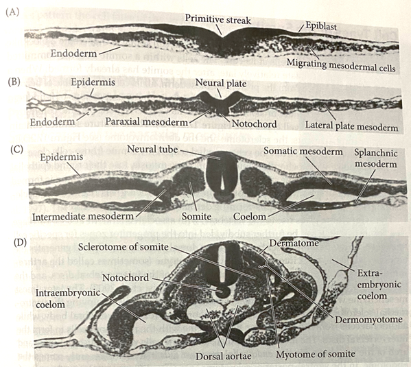 성장5 : Building Mesoderm and Endoderm : 네이버 블로그