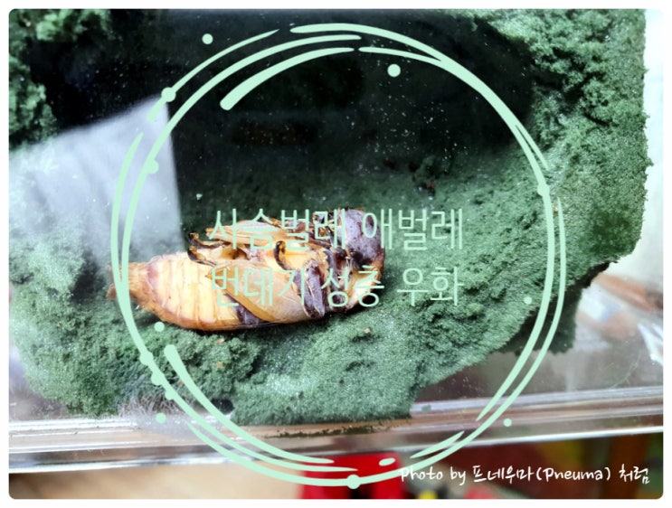 사슴벌레 번데기 인공번방 우화 과정 사슴벌레 번데기 인공번방 우화 과정