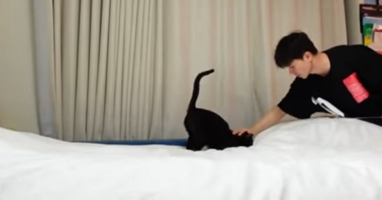 박수홍 다홍이, 고양이가 사람을 구한다.