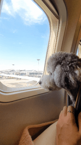 반려견동반여행 / 제주도여행 / 애견동반여행규정 (21.04.13)