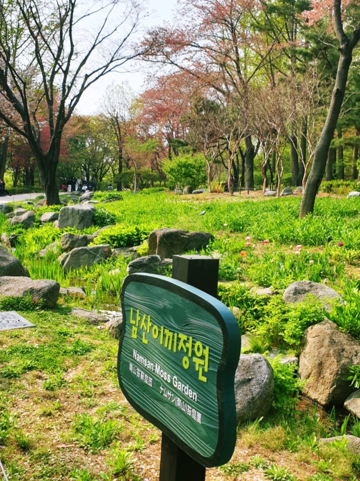 서울 남산공원 남산야외식물원 이제부터 본격적인 봄꽃 시작, 철쭉개화소식+남산공원주차정보 포함
