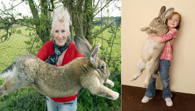 세계에서 가장 큰 129cm '기네스북 토끼' 도난 사건 : 네이버 블로그