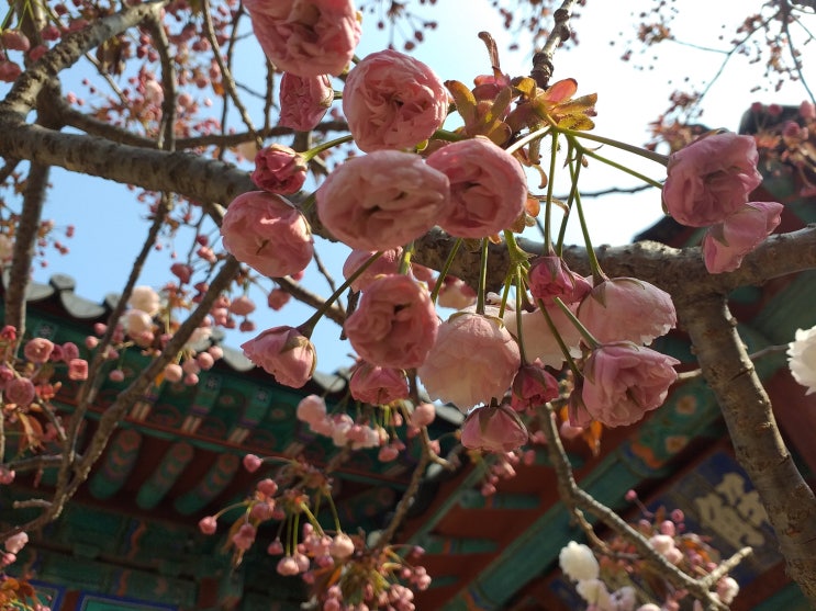  왕벚꽃과 청벚꽃으로 유명한 서산의 명소.   상왕산 개심사(開心寺)