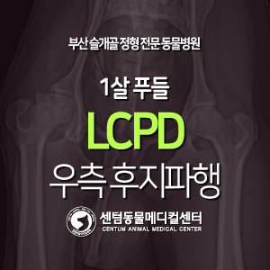 [치료 증례] 1살 / 푸들 / 대퇴골두무혈성괴사(LCPD) / 우측 후지파행 (부산 센텀동물메디컬센터, FHO, FHNO)