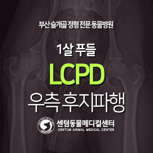  [치료 증례] 1살 / 푸들 / 대퇴골두무혈성괴사(LCPD) / 우측 후지파행 (부산 센텀동물메디컬센터, FHO, FHNO)