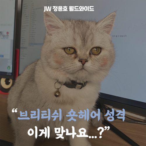  브리티쉬숏헤어 성격, 우아하면서 차분한 성향이라던데…