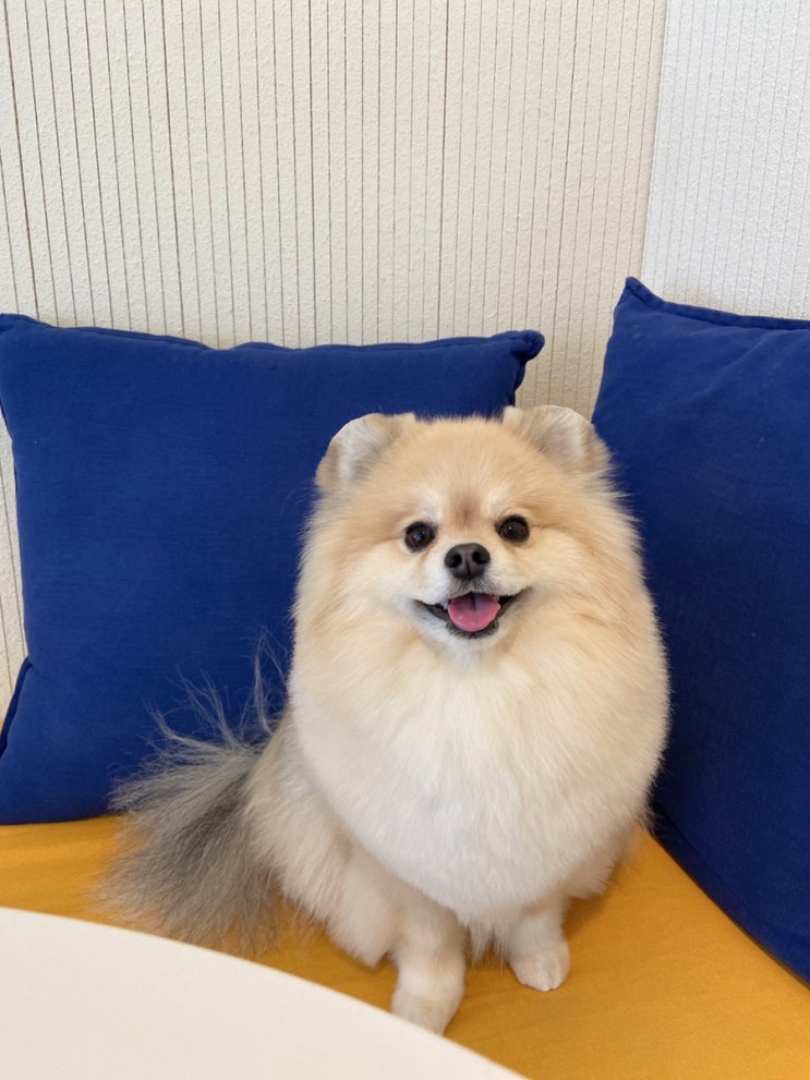  밤리단길에서 제일 귀여운 애견동반카페 #카페헤이블
