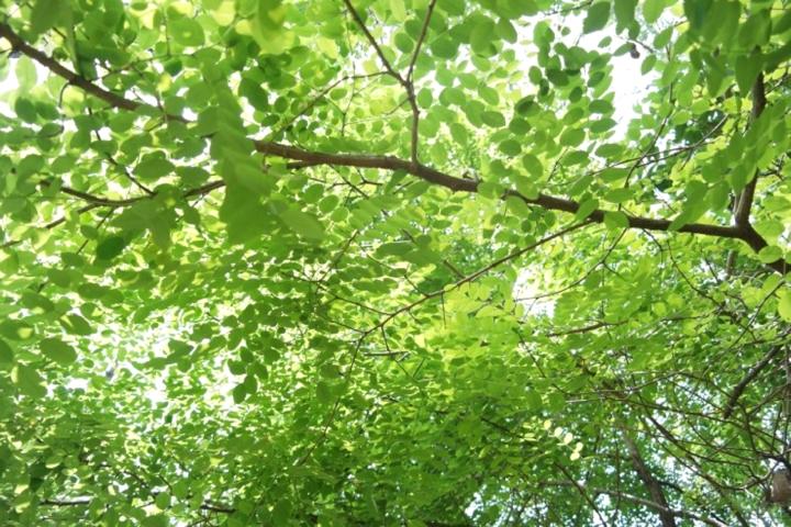  My Little Forest Diary