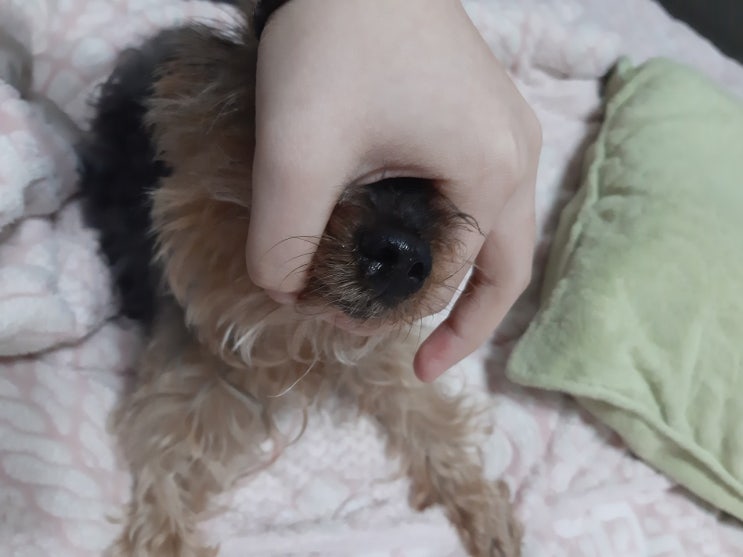  그만 짖어 쿠키야!
