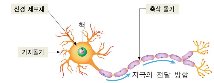  3-1. 뉴런의 종류