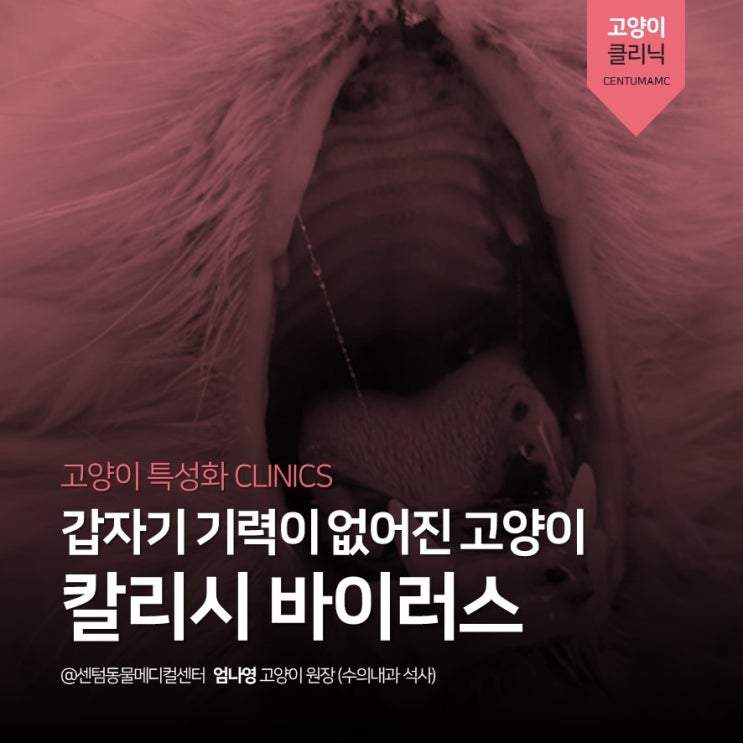  [고양이전문진료] 8개월 고양이 <칼리시 바이러스> (부산 석박사 동물병원, 센텀동물메디컬센터)