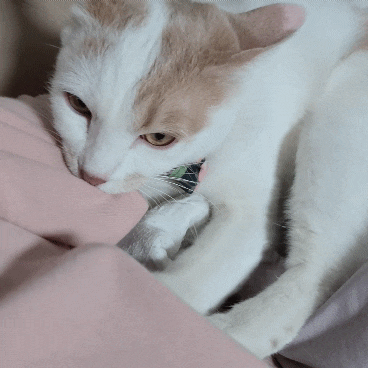  고양이 꾹꾹이. 고양이 쭙쭙이. 고양이꾹쭙이.꾹꾹이하는 이유.