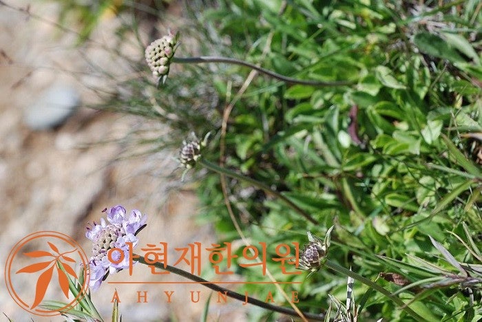 속단 효능, 주의사항, 먹는법까지 총정리 : 네이버 블로그