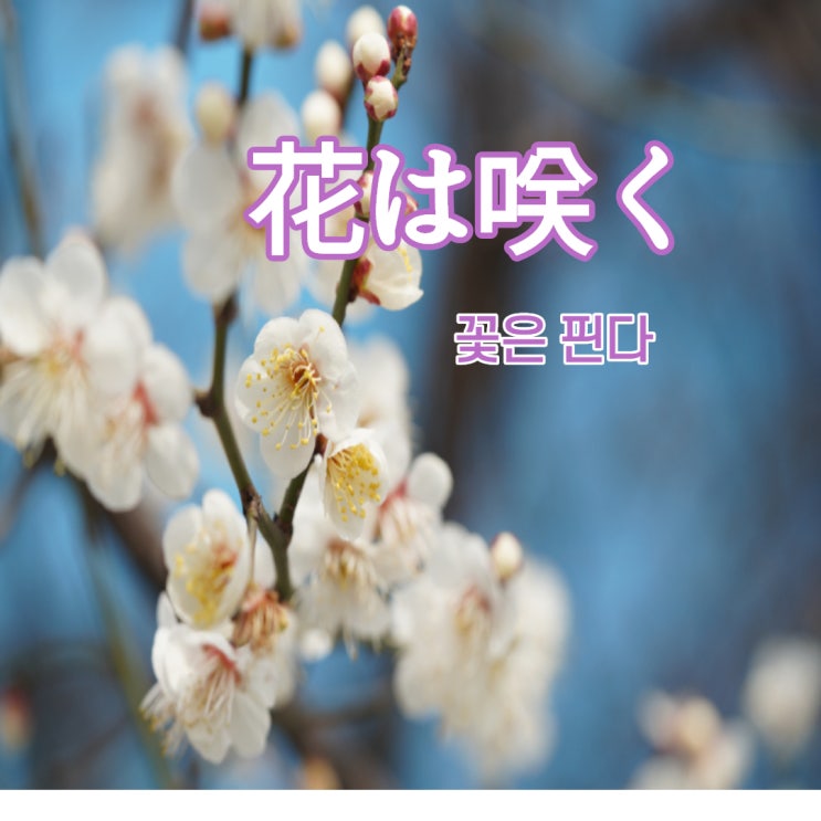  동일본대지진과  쓰나미의 회복을 위한 NHK노래, 花は咲く[꽃은 핀다]일본노래로 일본어 무작정 따라하기