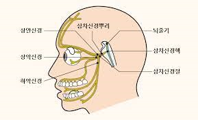 말초신경계 12쌍의 뇌신경종류 기능역할 자율신경계 척수신경 교감부교감 간호학암기 말초신경계 12쌍의 뇌신경종류 기능역할 자율신경계 척수신경 교감부교감 간호학암기