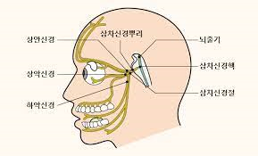 말초신경계 12쌍의 뇌신경종류 기능역할 자율신경계 척수신경 교감부교감 간호학암기